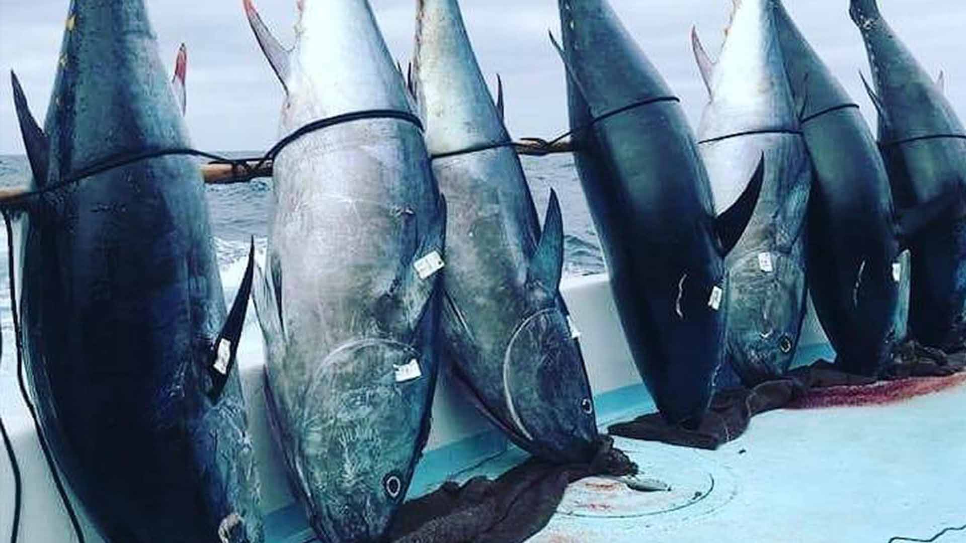 Thunderbird Bluefin Tuna